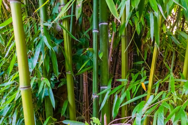 Cost of Bamboo Trimming in Longwood