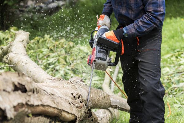 Cost of Branch Removal Service in Longwood