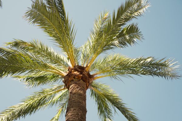 Palm Tree Pruning in Longwood