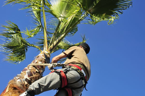 Palm Tree Trimming in Longwood