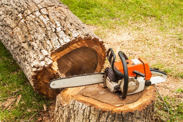 Tree Cutting Service in Longwood