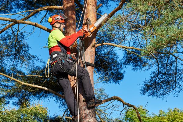 Tree Service in Longwood