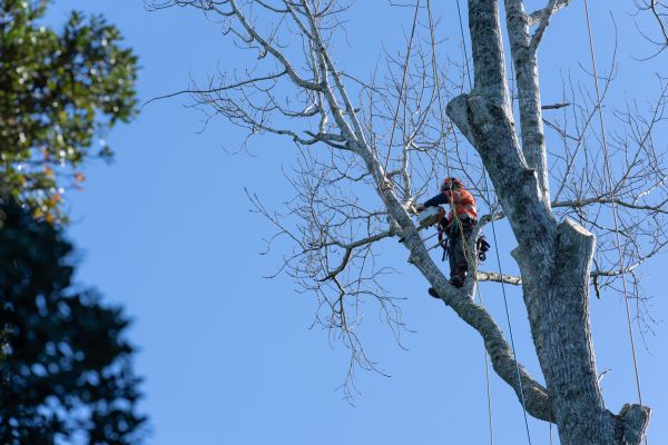 Cost of Tree Topping Service in Longwood