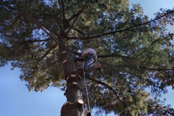 Cost of Trimming Service in Longwood
