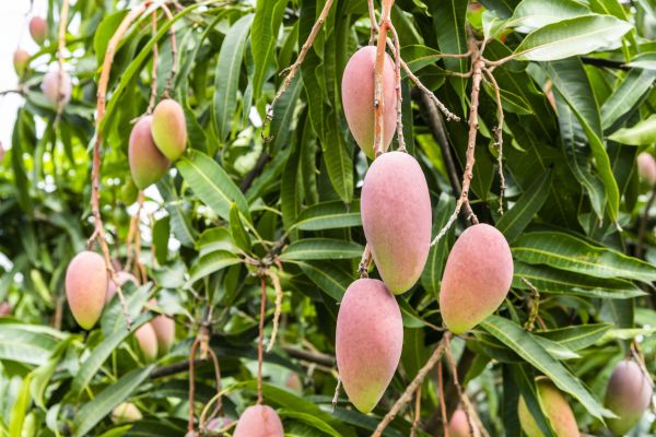 Cost of Mango Tree Trimming in Longwood