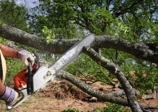 Cost of Tree Branch Cutting in Longwood