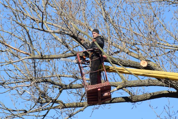 Cost of Emergency Tree Trimming in Longwood