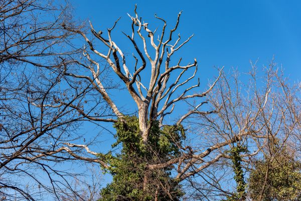 Cost of Deadwood Removal in Longwood