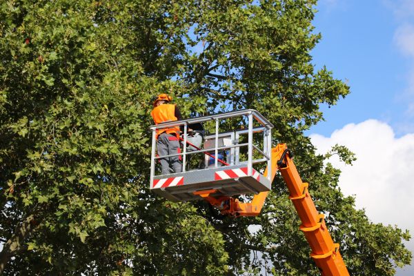 Commercial Tree Service in Longwood