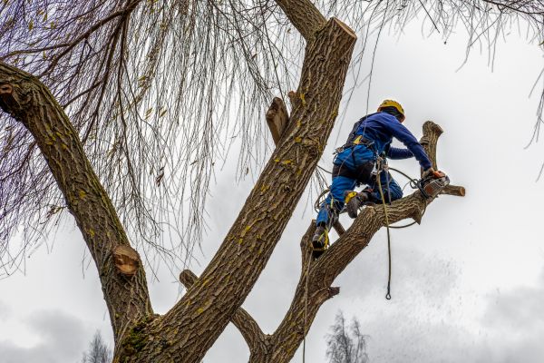Cost of Tree Maintenance Service in Longwood