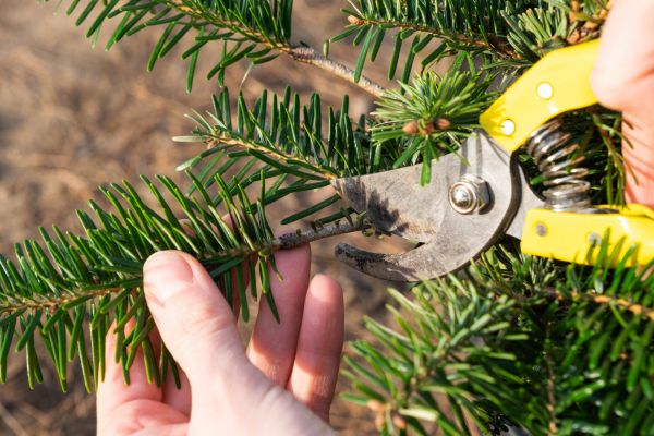Pine Tree Pruning in Longwood