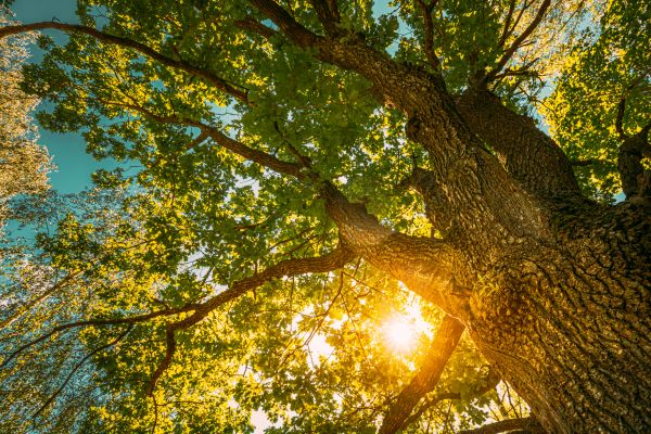 Cost of Oak Tree Pruning in Longwood