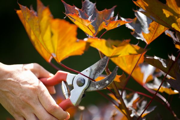 Cost of Maple Tree Pruning in Longwood