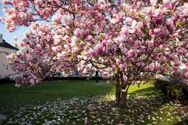 Cost of Magnolia Tree Pruning in Longwood