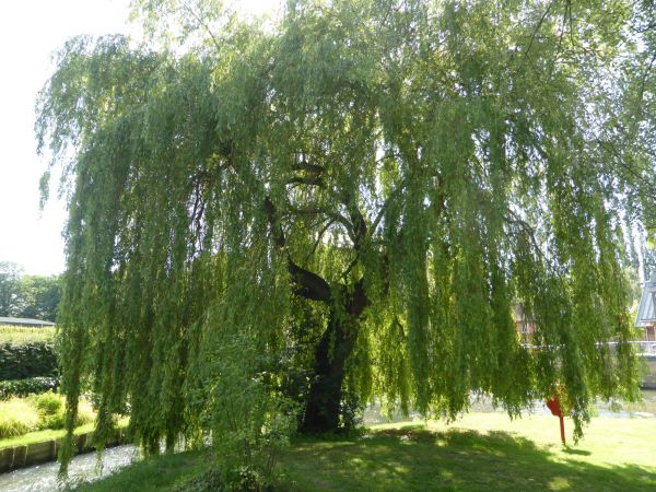 Cost of Willow Tree Trimming in Longwood