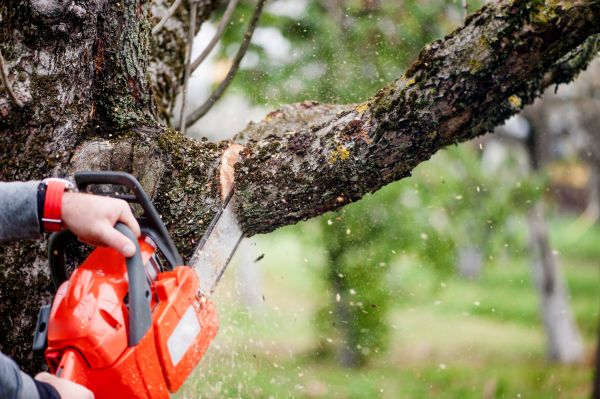 Cost of Tree Limbs Removal in Longwood