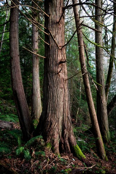 Cost of Cedar Tree Trimming in Longwood
