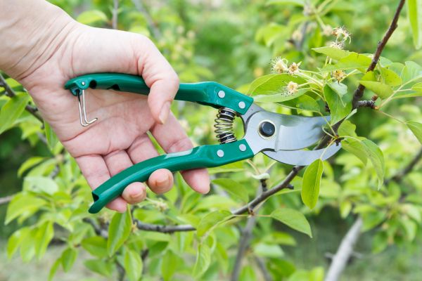 Cost of Pear Tree Pruning in Longwood