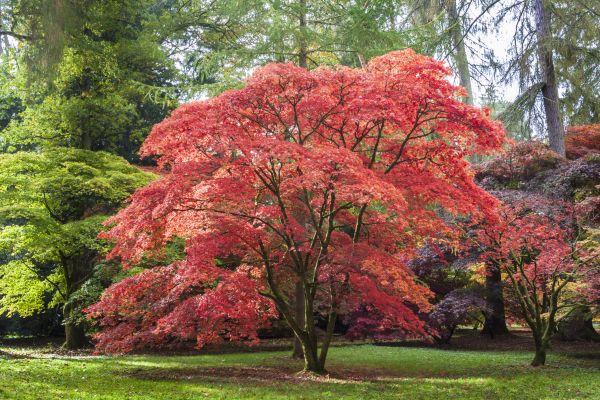 Japanese Maple Pruning in Longwood