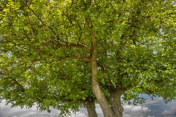 Cost of Walnut Tree Trimming in Longwood