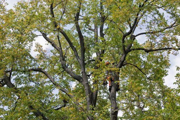 Cost of Tree Crown Shaping in Longwood