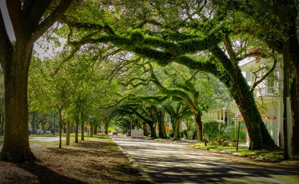 Cost of Tree Canopy Thinning in Longwood