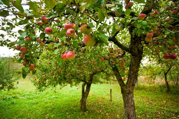 Cost of Apple Tree Pruning in Longwood