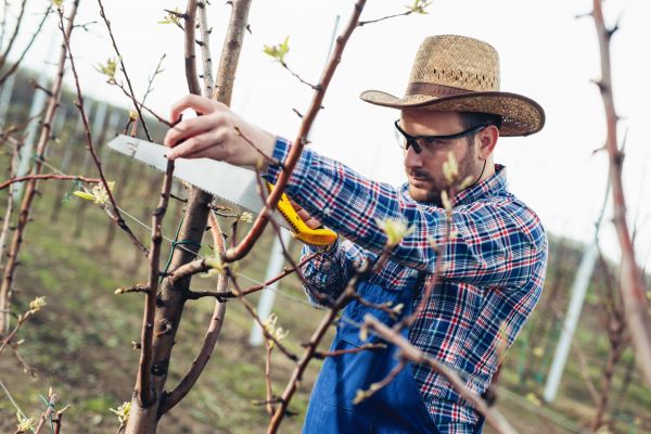 Cost of Orchard Tree Pruning in Longwood