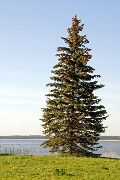 Cost of Spruce Tree Pruning in Longwood