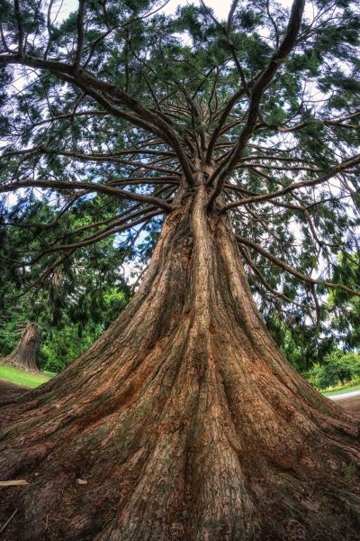 Cost of Cedar Tree Pruning in Longwood