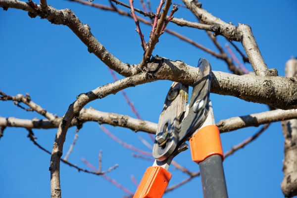 Peach Tree Trimming in Longwood