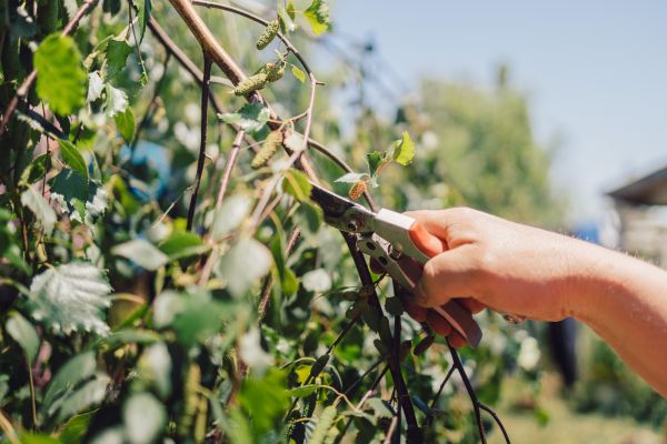 Cost of Birch Tree Pruning in Longwood