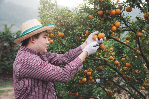 Cost of Orange Tree Pruning in Longwood