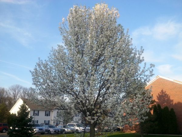 Cost of Bradford Pear Tree Pruning in Longwood