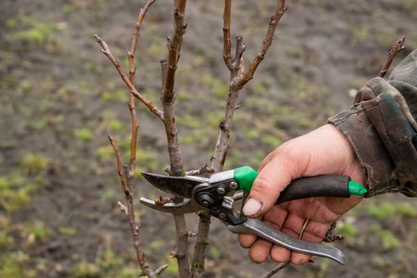 Cost of Pear Trees Pruning in Longwood