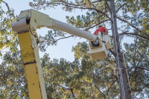 Cost of Limbs Trimming in Longwood