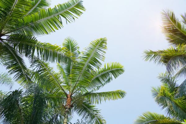 Cost of Queen Palm Tree Trimming in Longwood