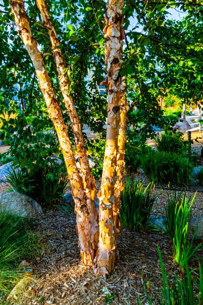 Cost of River Birch Trimming in Longwood