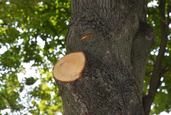 Cost of Limb Cutting in Longwood