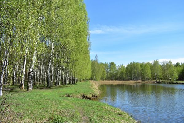 Cost of River Birch Pruning in Longwood