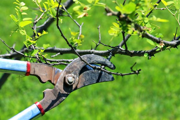 Cost of Branches Pruning in Longwood
