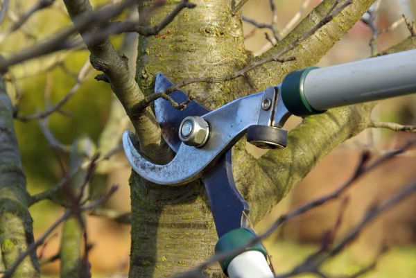 Cost of Tree Limb Trimming Service in Longwood