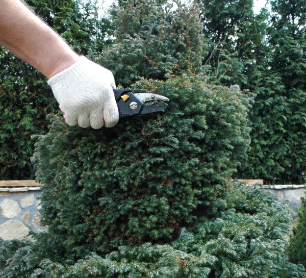 Cost of Ornamental Tree Trimming in Longwood