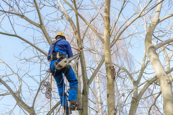 Cost of Large Tree Trimming in Longwood