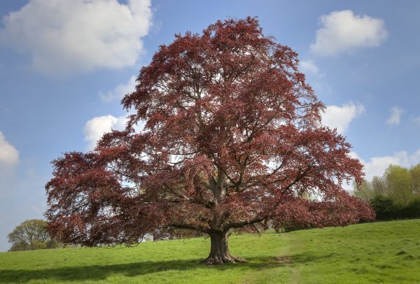 Cost of Beech Tree Pruning in Longwood