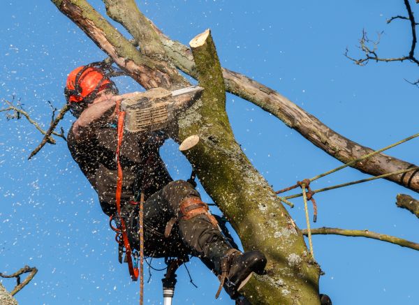 Tree Trimming Service in Longwood
