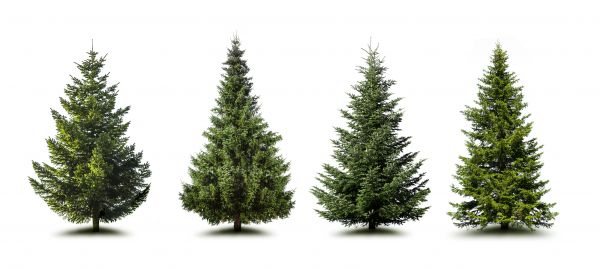 Cost of Pine Tree Trimming in Longwood
