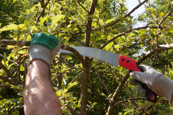 Apple Tree Trimming in Longwood