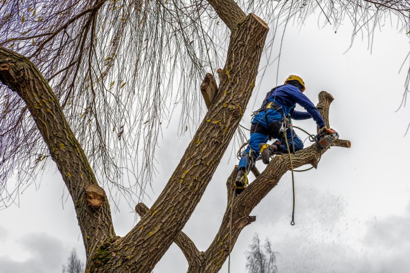Professional Tree Trimming Crew