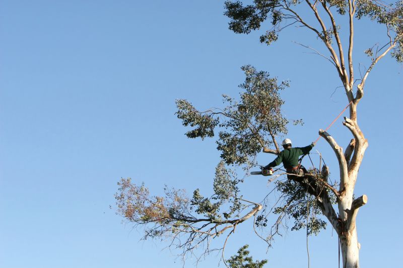 Tree Maintenance Planning